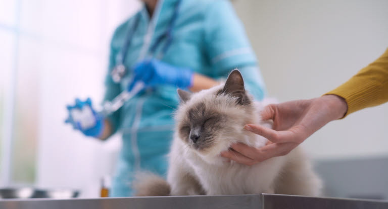 Katt hos veterinæren